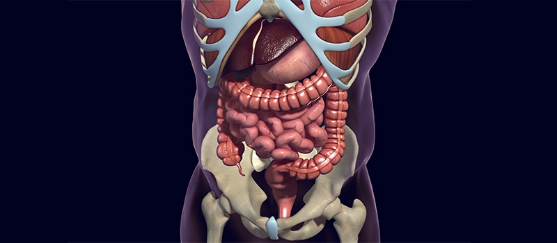 A Comprehensive Guide to Understanding Human Digestive Anatomy