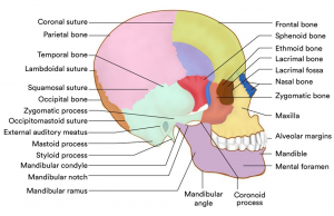 Human Skull